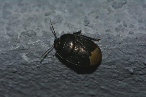 Réf. 185 326 : Sehirus sp.